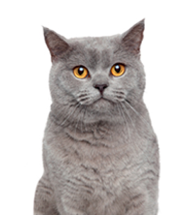 ENCUENTRA EL ALIMENTO ADECUADO PARA TU GATO