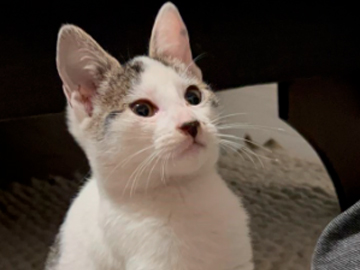 Gatubela