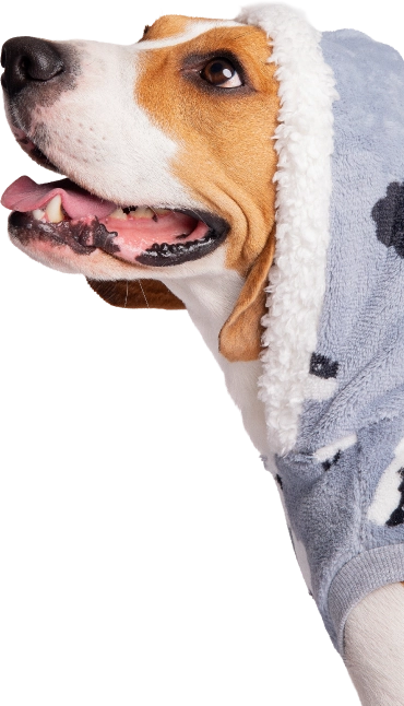 Perro SuperZoo