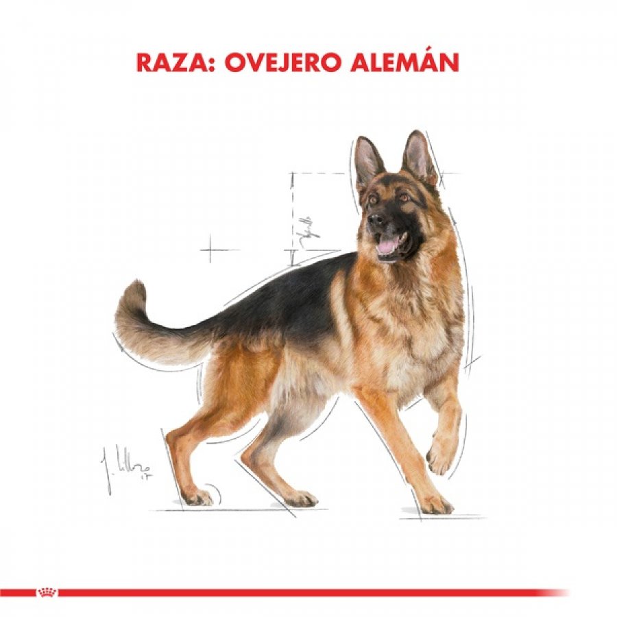 Royal Canin adulto German Shepherd alimento para perro, , large image number null