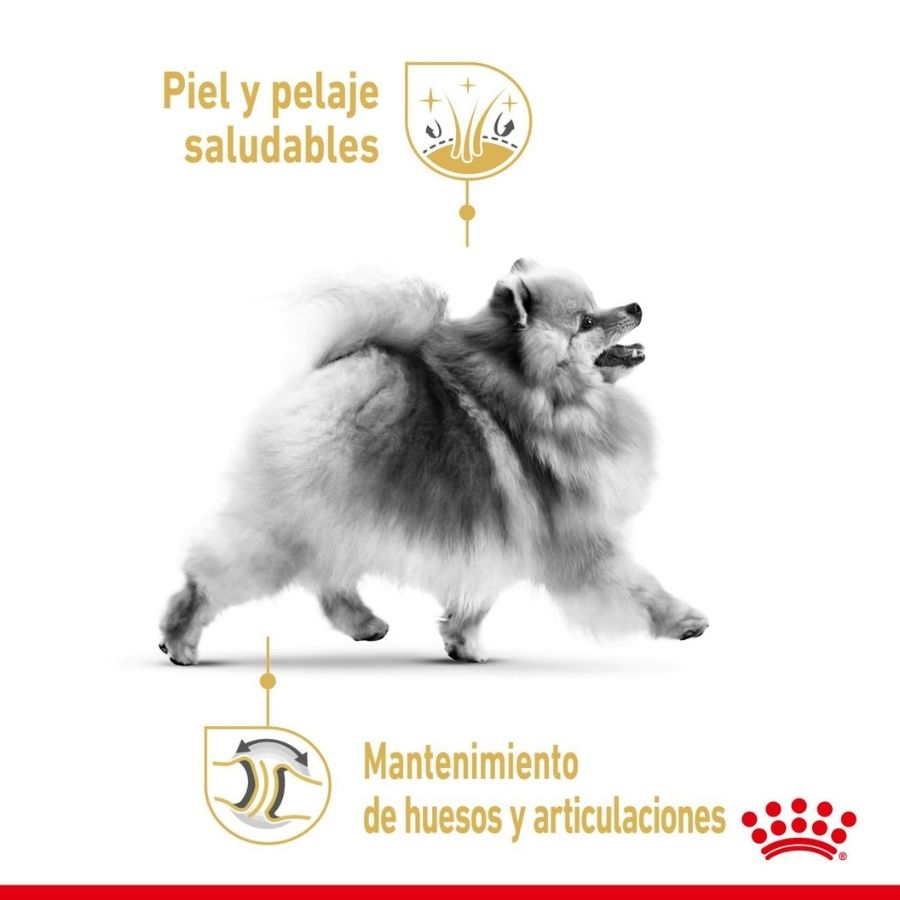Pomeranian 1.5 KG, , large image number null