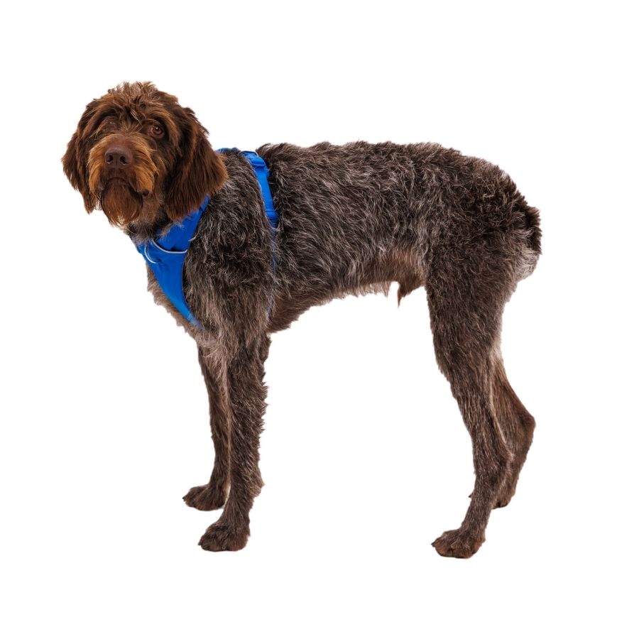 Ruffwear front range arnés - azul, , large image number null