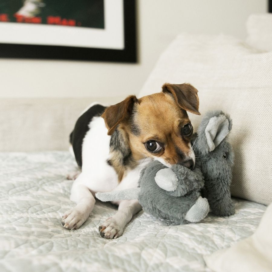 Peluche de elefante Kong comfort kiddos talla XS, , large image number null