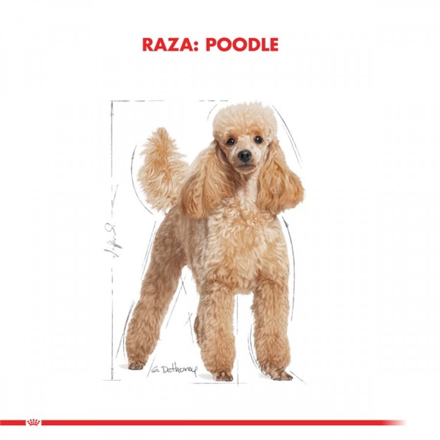 Royal Canin adulto Poodle Adult alimento para perro, , large image number null