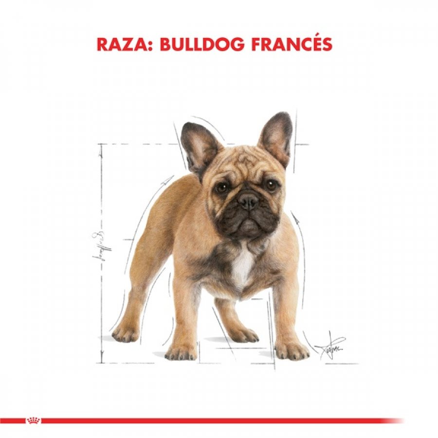 Royal Canin adulto Bulldog Frances alimento para perro, , large image number null