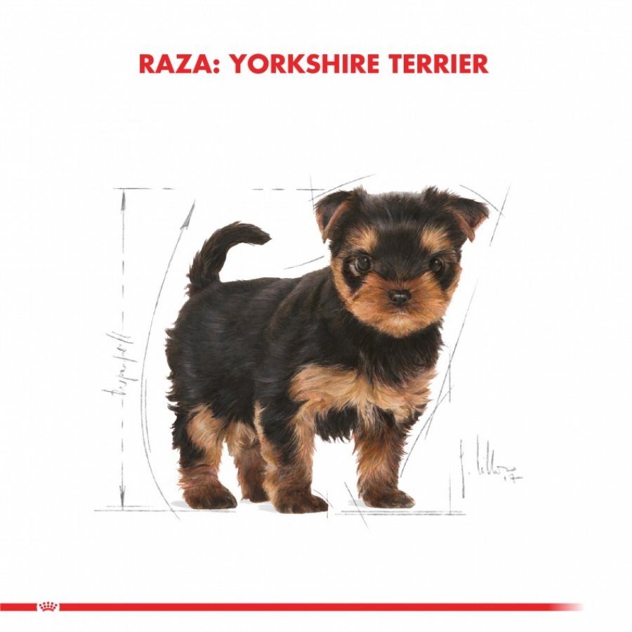 Royal Canin Cachorro Yorkshire Terrier Junior alimento para perro, , large image number null