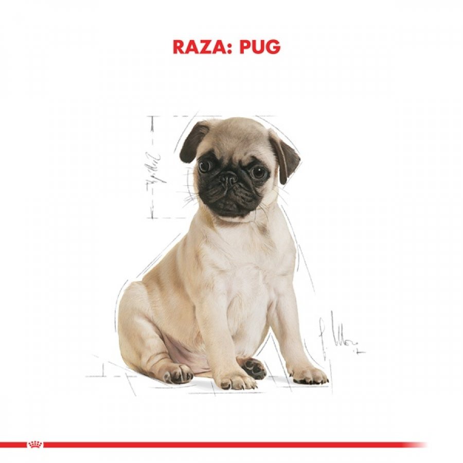 Royal Canin Cachorro Pug Junior alimento para perro, , large image number null