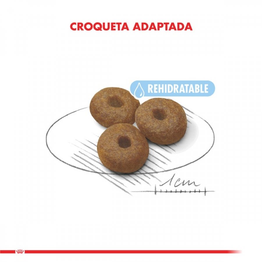 Royal Canin Cachorro Maxi Starter alimento para perro, , large image number null