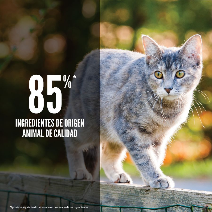 Orijen Original cat alimento seco completo para gatos, , large image number null