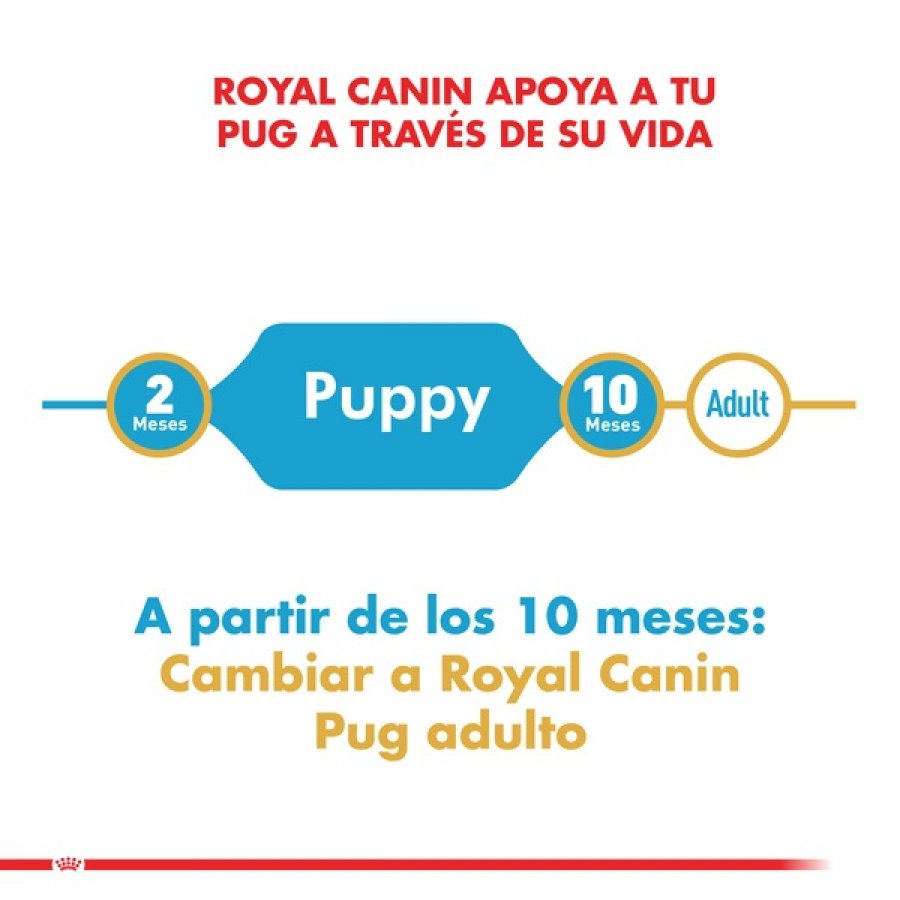 Royal Canin Cachorro Pug Junior alimento para perro, , large image number null
