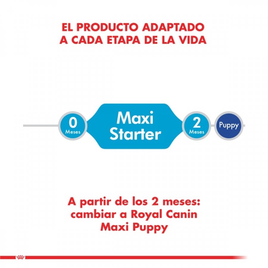 Royal Canin Cachorro Maxi Starter alimento para perro, , large image number null