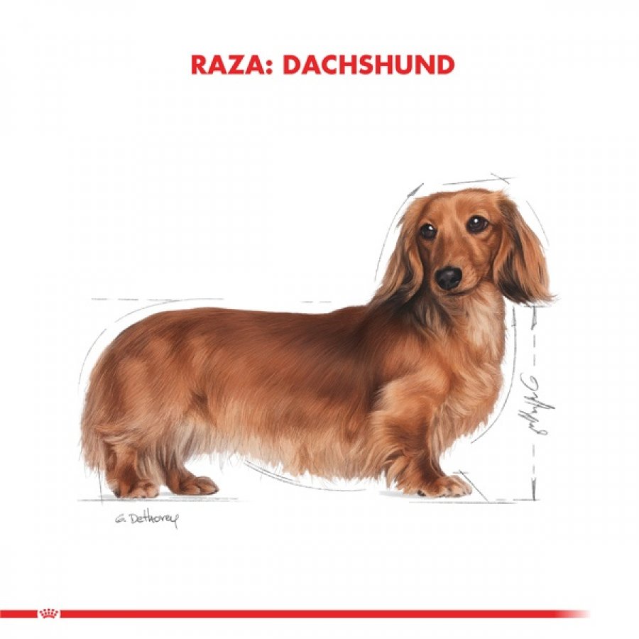 Royal Canin adulto Dachshund alimento para perro, , large image number null