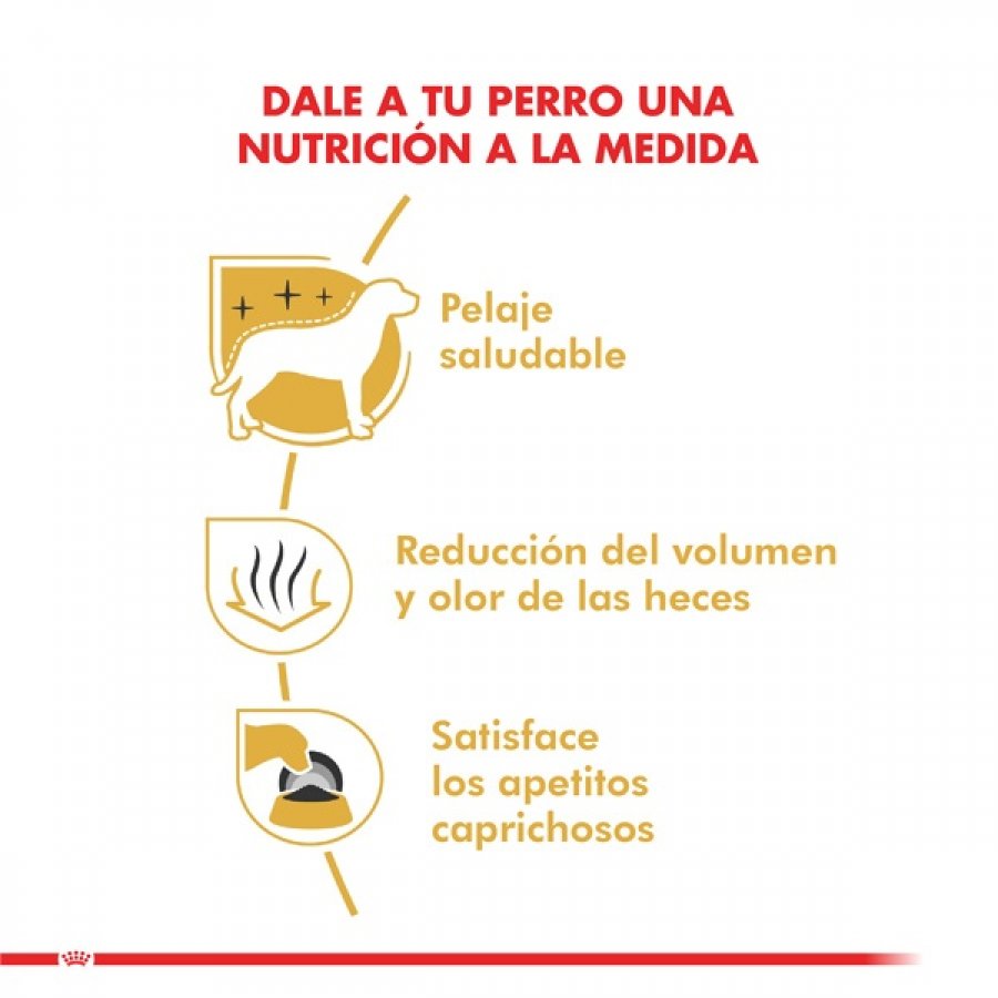Royal Canin adulto Maltes Adult alimento para perro, , large image number null