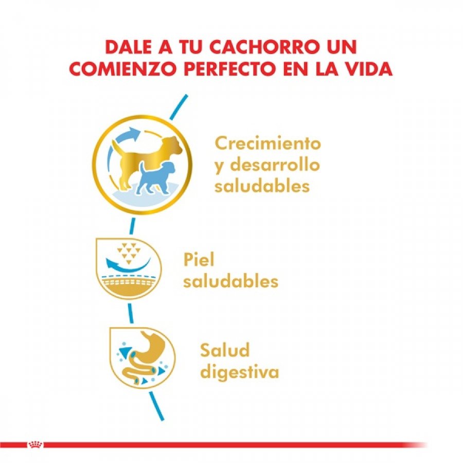 Royal Canin Cachorro Pug Junior alimento para perro, , large image number null