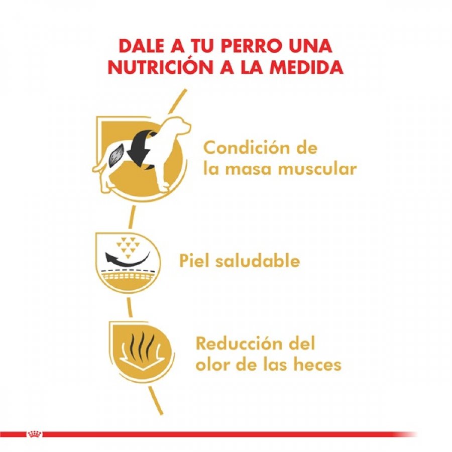 Royal Canin adulto Bulldog Frances alimento para perro, , large image number null