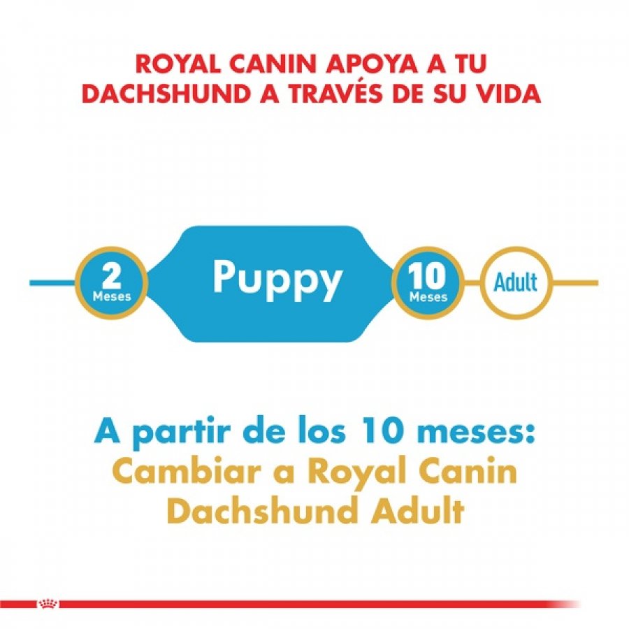 Royal Canin Cachorro Dachshund Junior alimento para perro, , large image number null