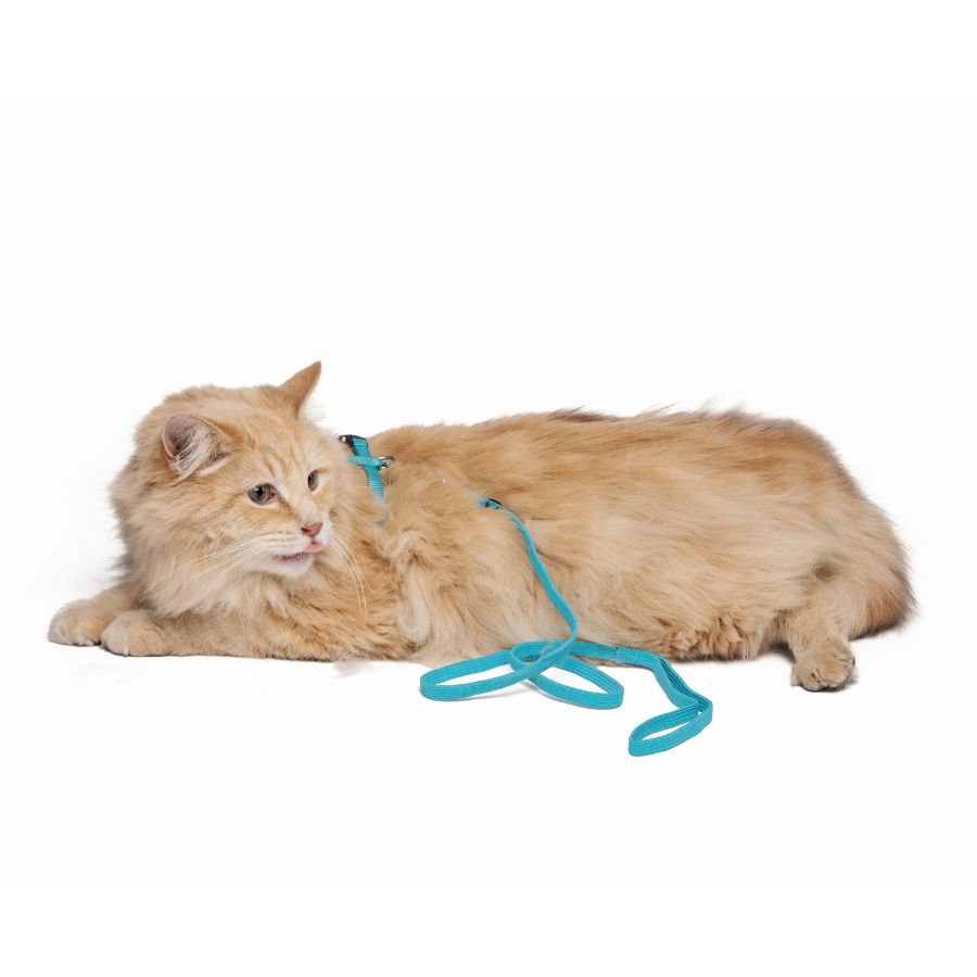 Mpets catogo juego de correa y arnés azul para gato, , large image number null