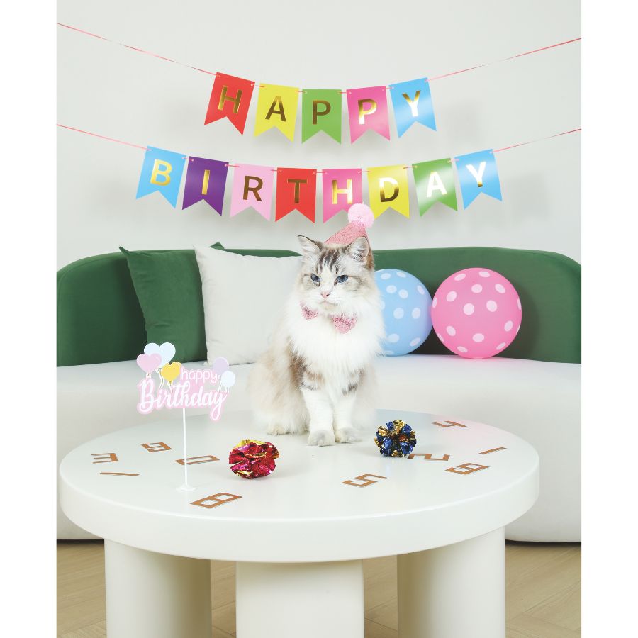 Partytime gato ladys set
