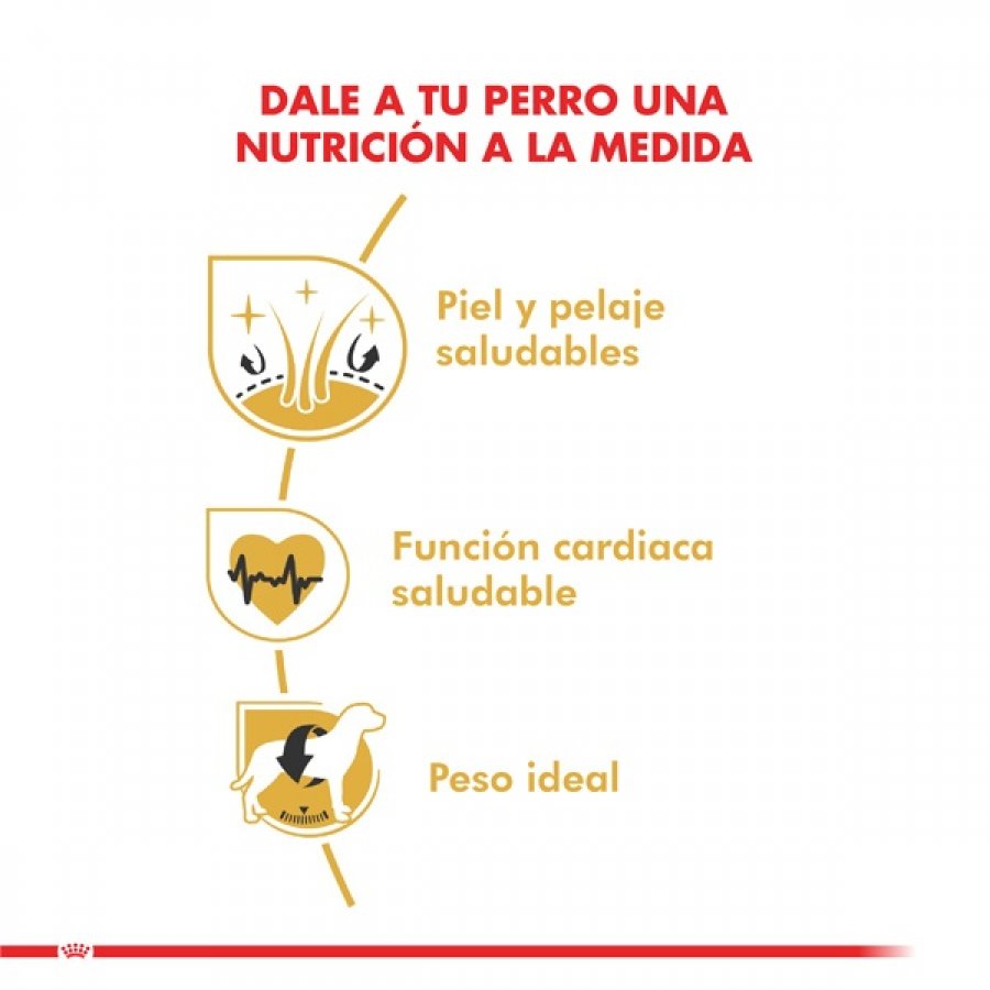 Royal Canin adulto Golden Retriever alimento para perro, , large image number null