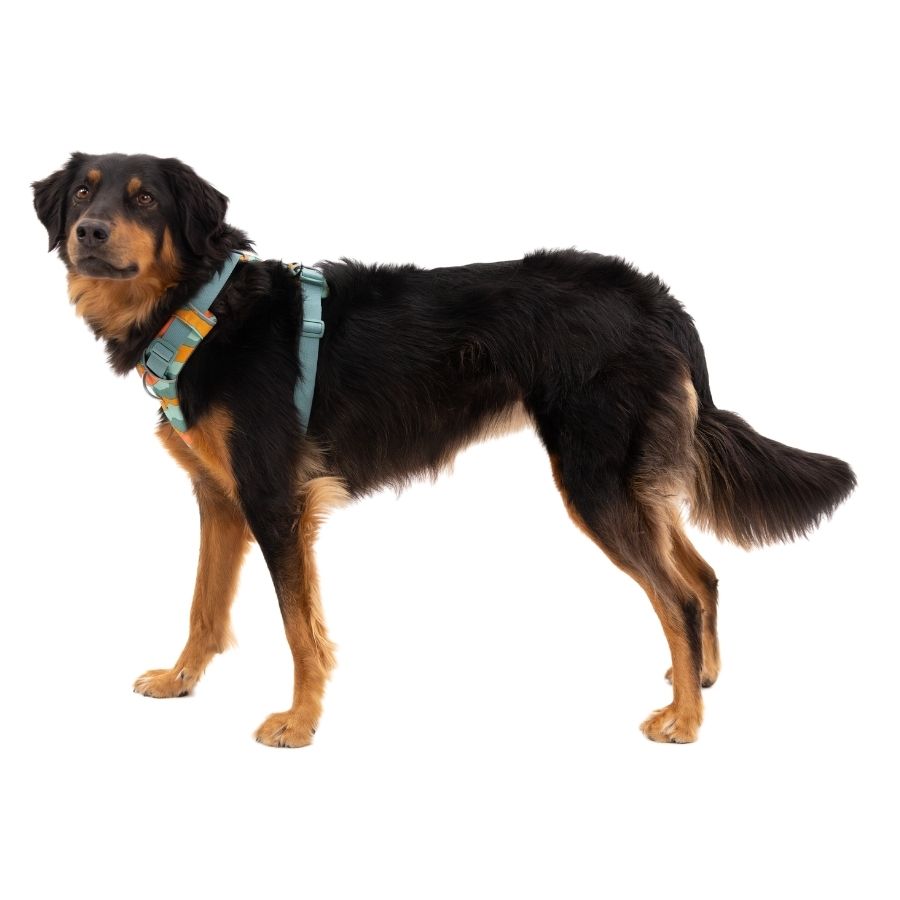 Ruffwear front range arnés - spring mountains, , large image number null