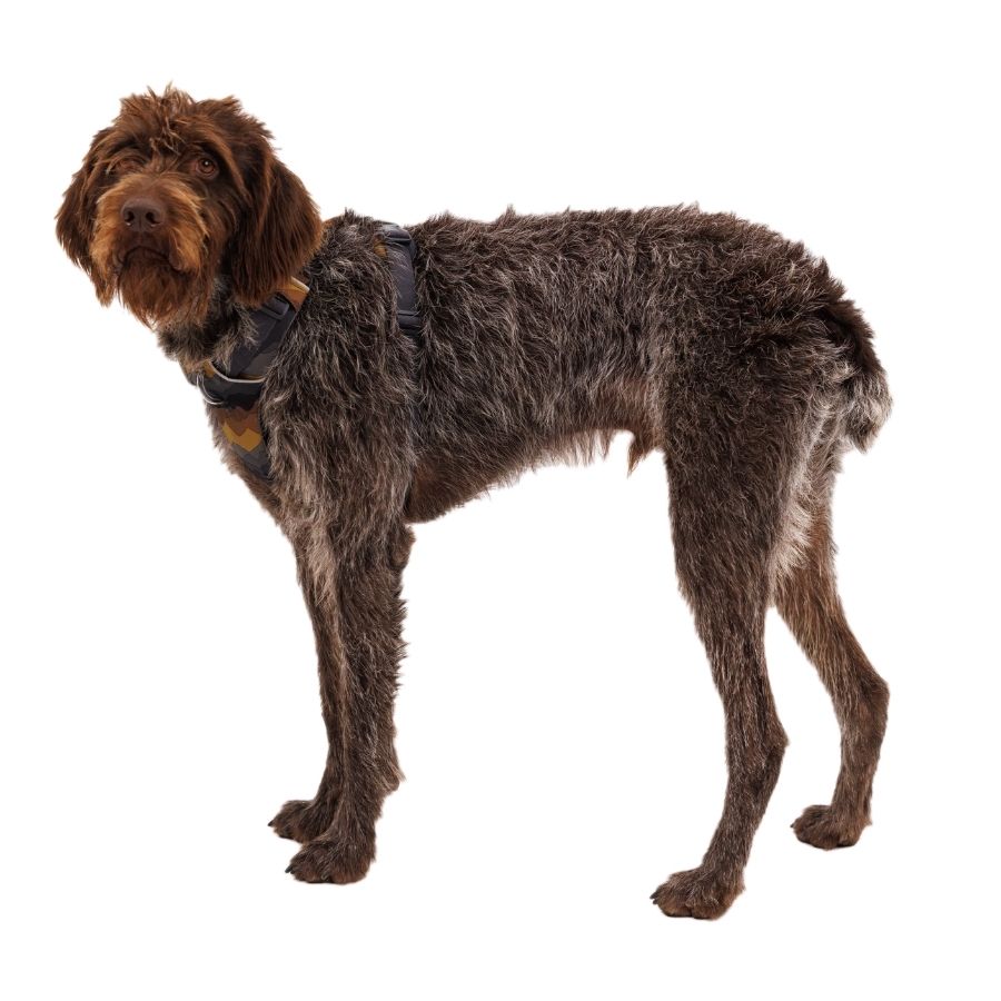 Ruffwear front range arnés - moonlight mountains, , large image number null