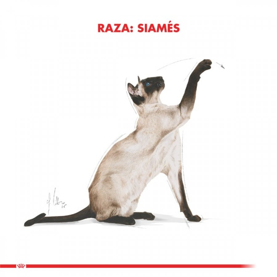 Royal Canin adulto siamese 1.5 KG alimento para gato, , large image number null