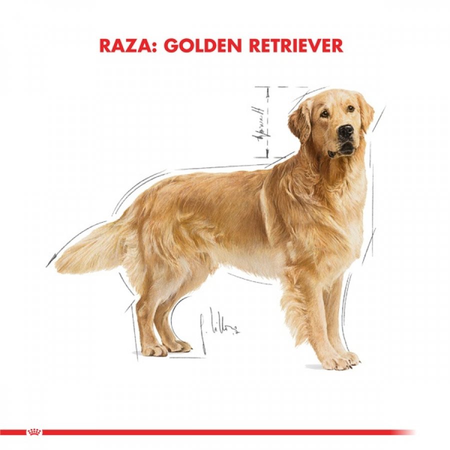 Royal Canin adulto Golden Retriever alimento para perro, , large image number null