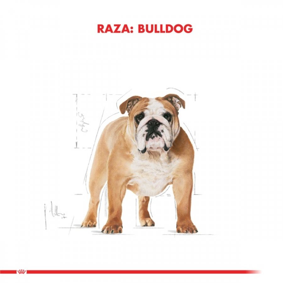 Royal Canin adulto bulldog adult 12 KG alimento para perro, , large image number null
