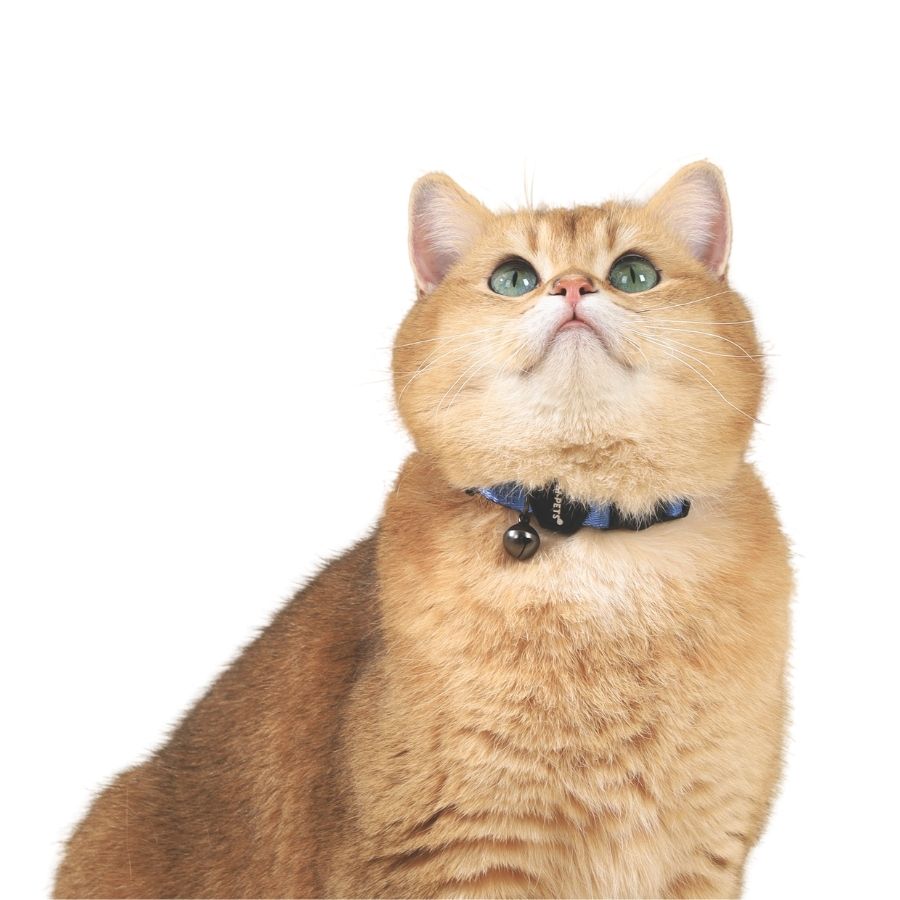 Collar de gato suave_azure azul, , large image number null