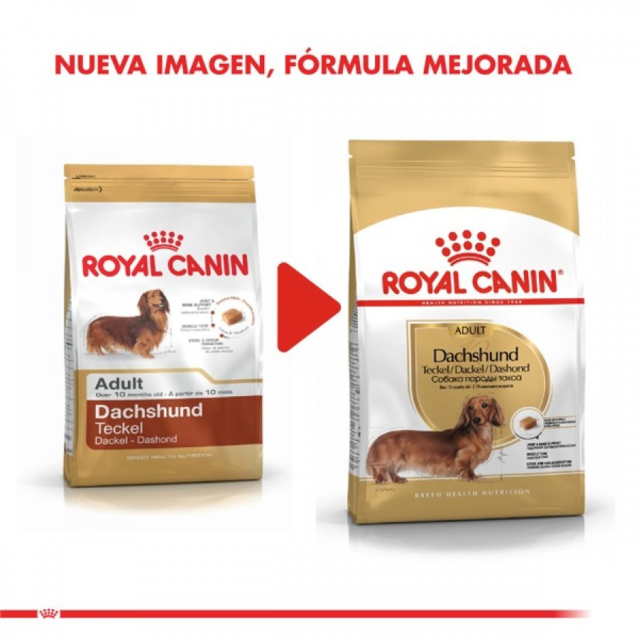 Royal Canin adulto Dachshund alimento para perro, , large image number null