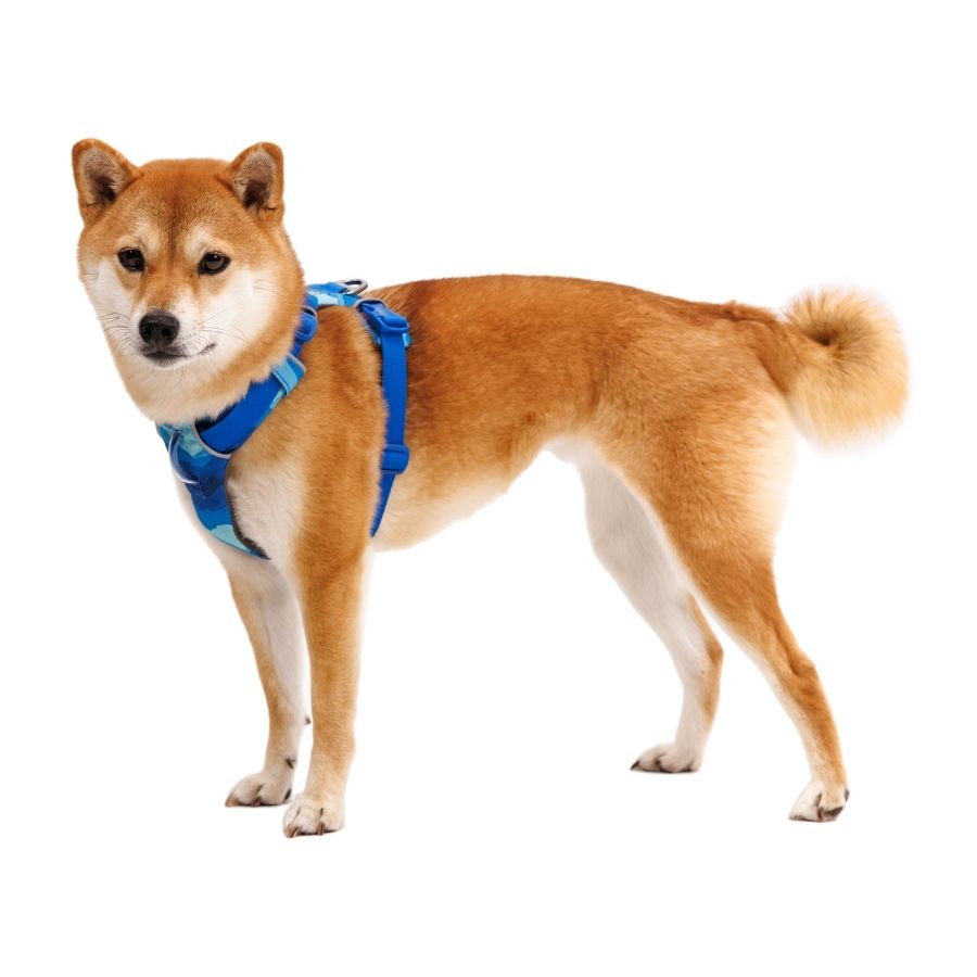 Ruffwear front range arnés - coastal mountains, , large image number null