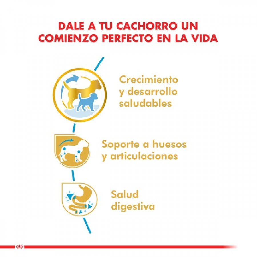 Royal Canin Cachorro Dachshund Junior alimento para perro, , large image number null