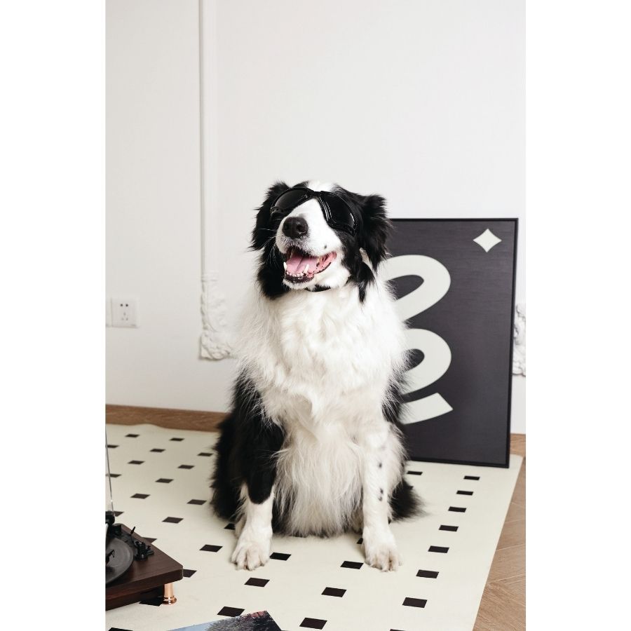 Mpets sunny lentes de viaje para perros con protecci&oacute;n UV