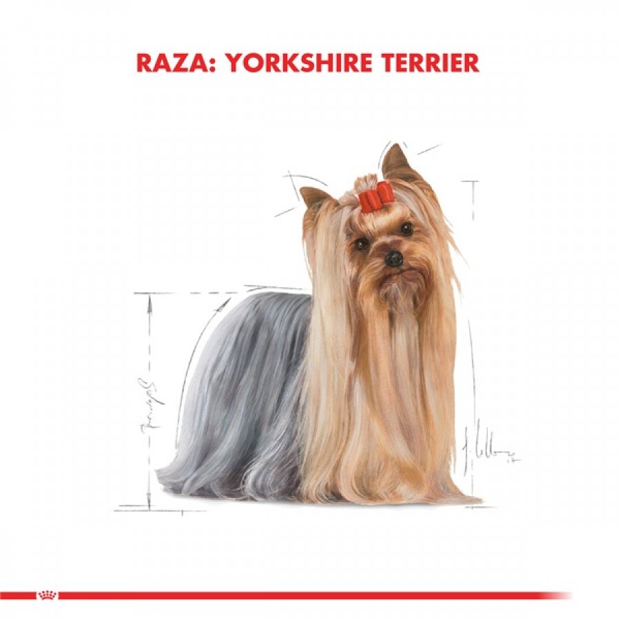 Royal Canin adulto Yorkshire Terrier Adult alimento para perro, , large image number null