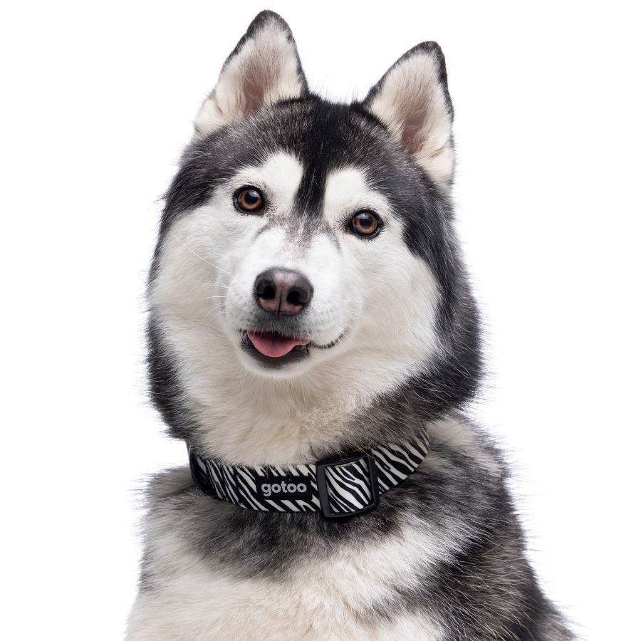 Collar con estampado de cebra ajustable para perros