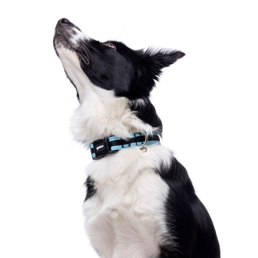 Collar negro y turquesa de malla para perros