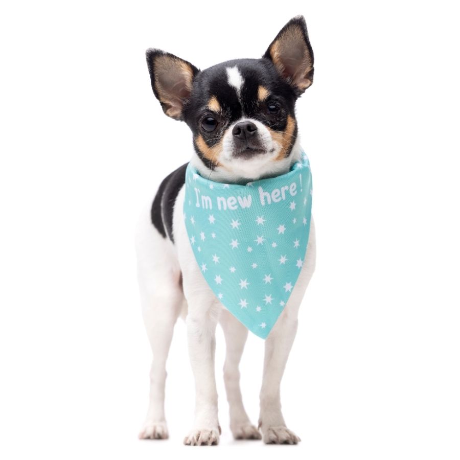 Bandana verde menta con estampado de estrellas para cachorros