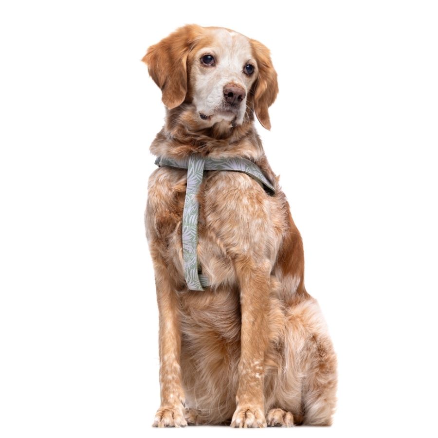Arnés con estampado de hojas para perros