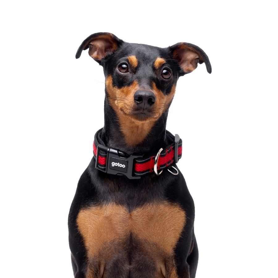 Collar rojo transpirable de malla para perros