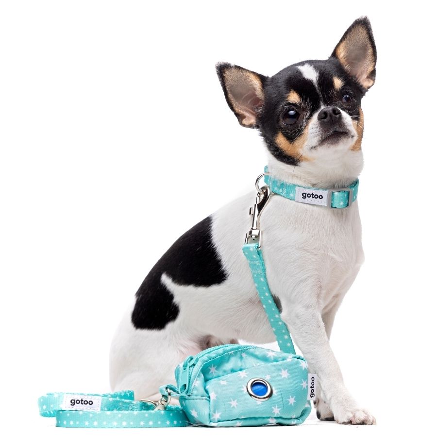 Set de collar y correa para cachorros con diseño de estrellitas, , large image number null