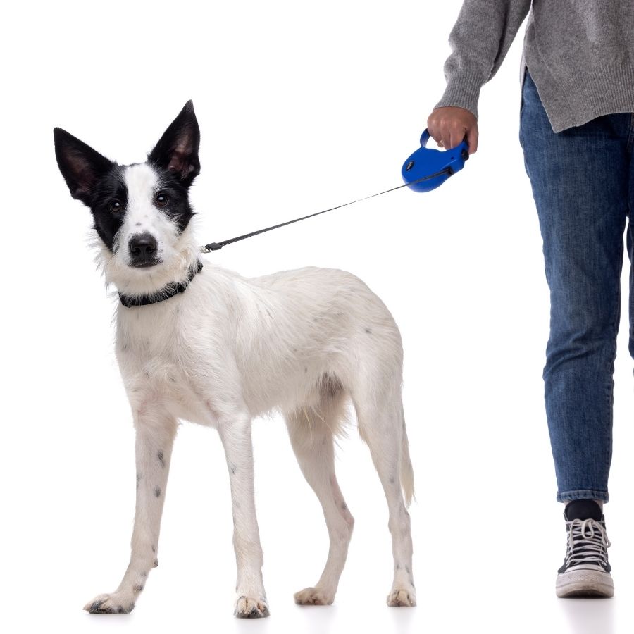 Gotoo Correa retráctil talla M 20 KG para perros, , large image number null