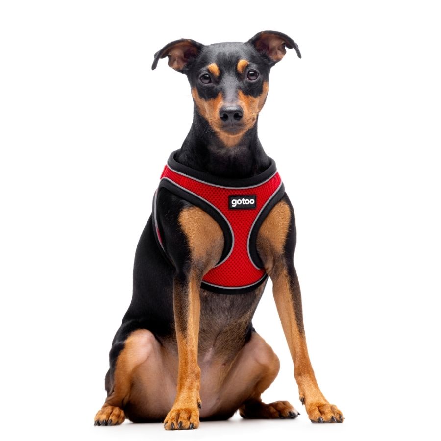 Arnés rojo transpirable de malla con costura reflectante para perros