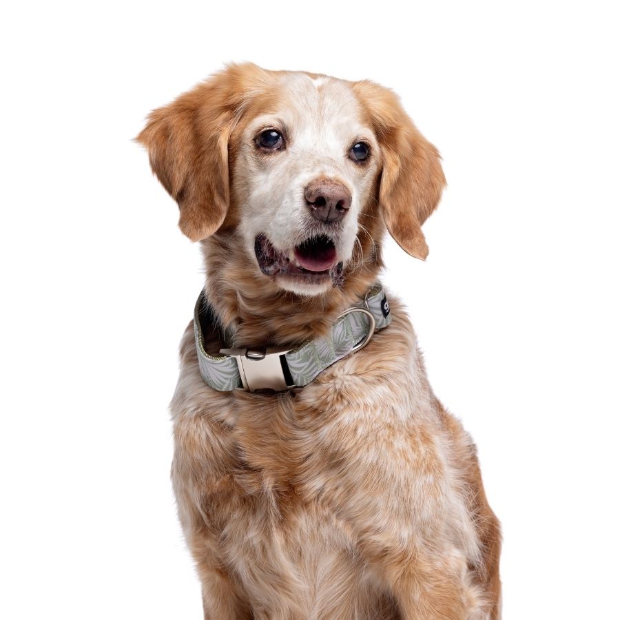 Collar con estampado de hojas ajustable para perros