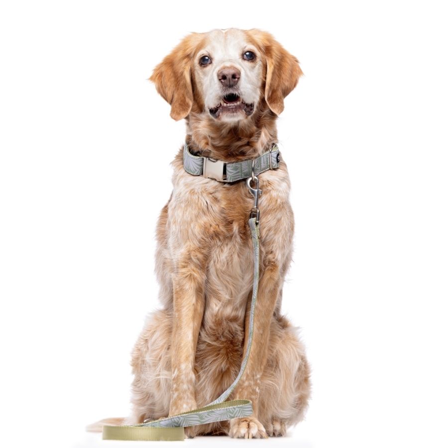 Correa Trendy Botanic con anilla portabolsas para perros