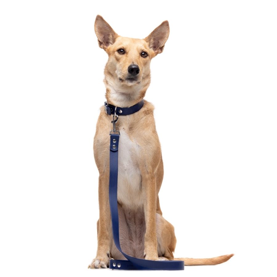 Correa gris impermeable con anilla portabolsas para perros, , large image number null