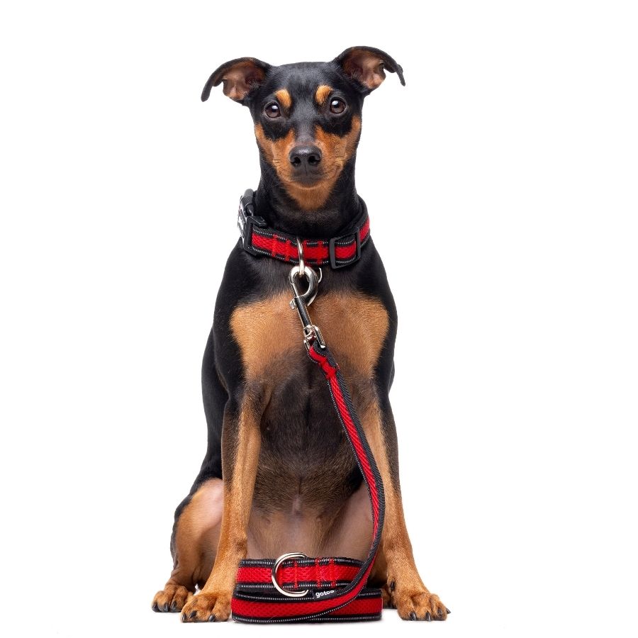 Correa roja de malla transpirable con costuras reflectantes para perros, , large image number null