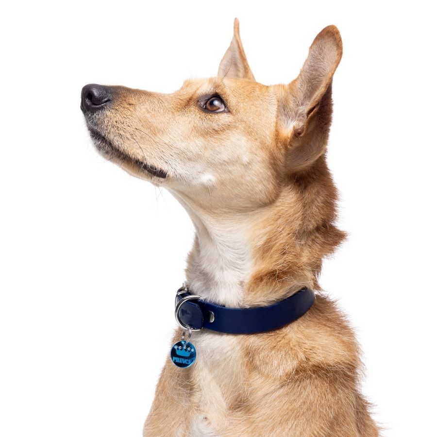 Collar azul lujoso para perros, , large image number null