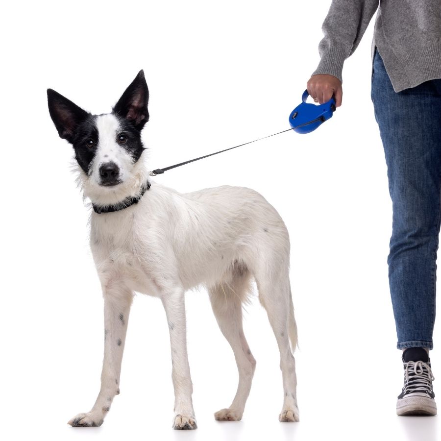 Gotoo Correa retráctil talla S 12 KG para perros, , large image number null