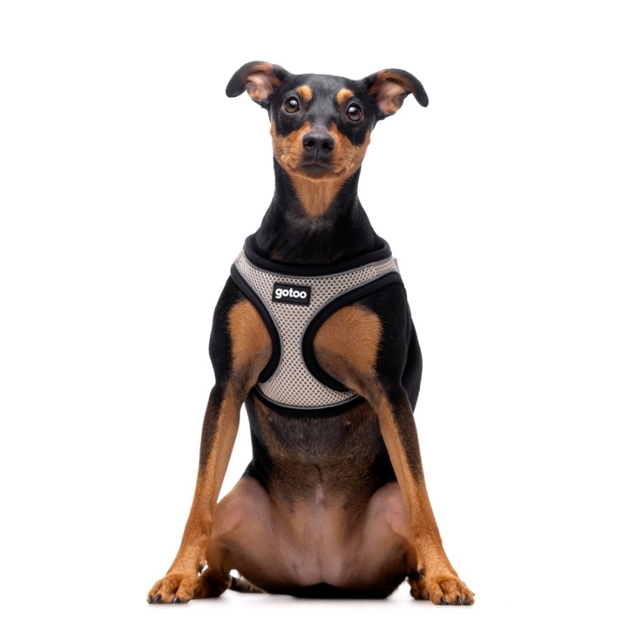 Arnés gris ajustable de malla transpirable con costuras reflectantes para perros