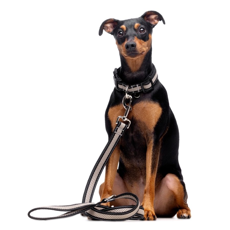 Correa gris de malla transpirable con costuras reflectantes para perros, , large image number null